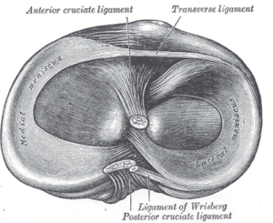 „Gray349“ von Henry Vandyke Carter - Henry Gray (1918) Anatomy of the Human Body (Wikipedia)